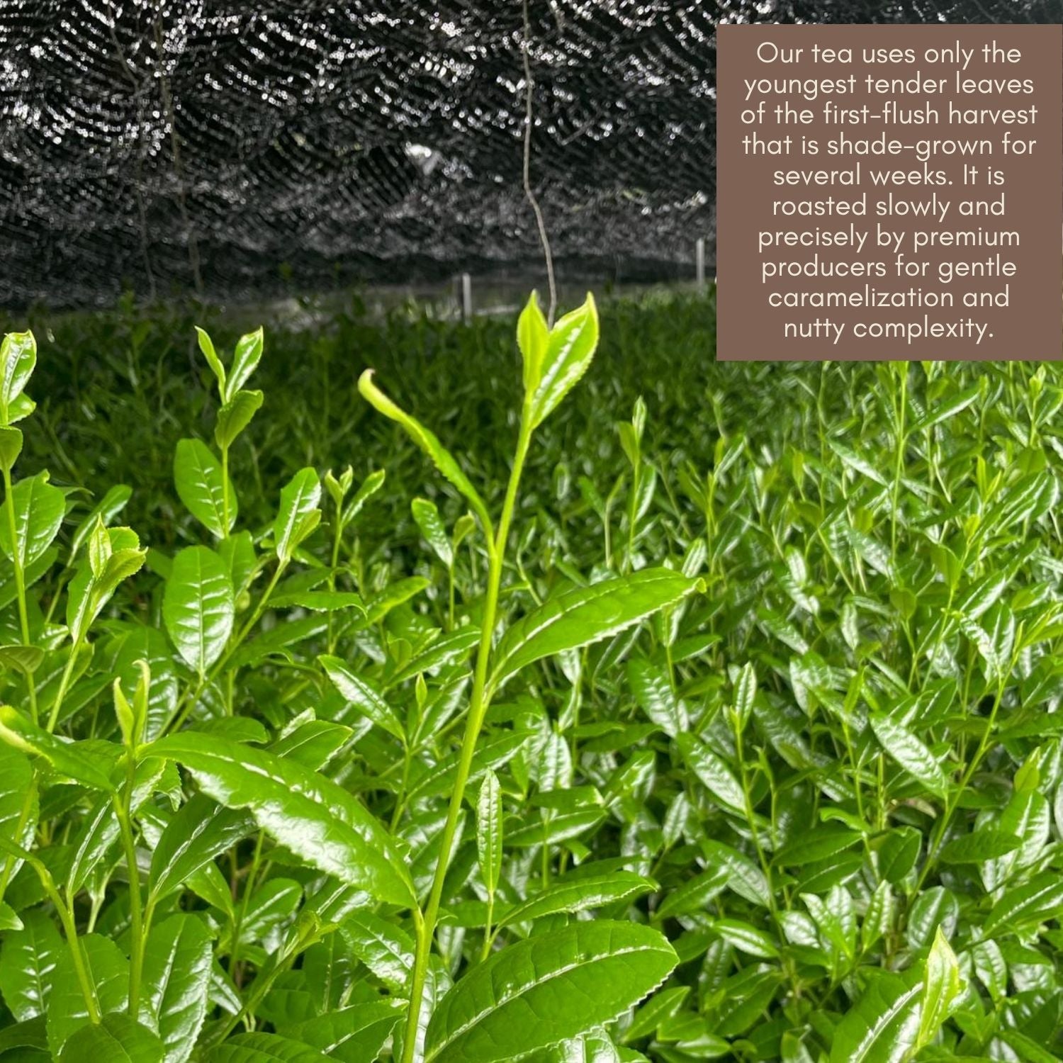 Hōjicha Powder – Roasted Japanese Green Tea