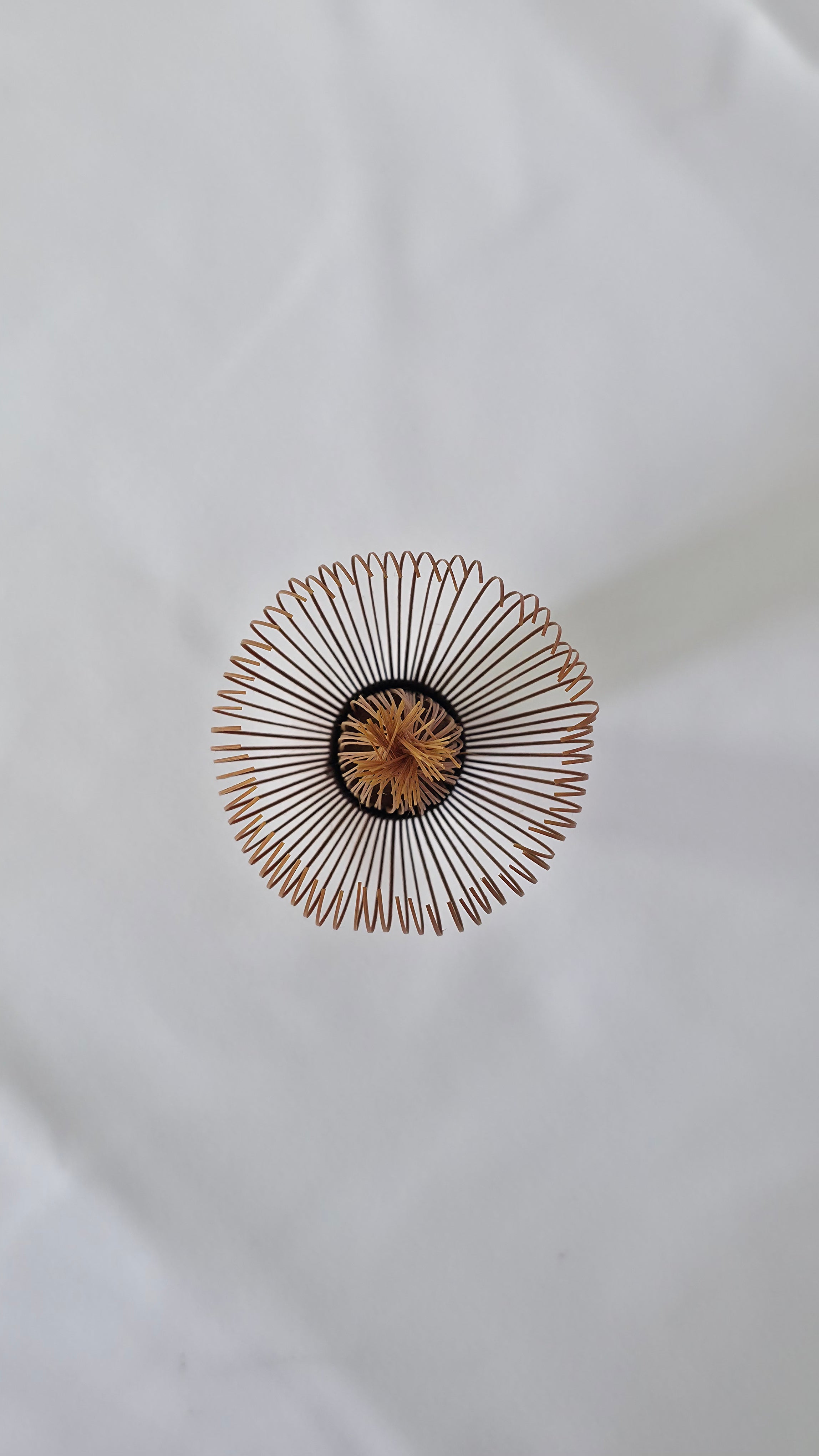 Top-down view of the tine crown of Chasen No. 119