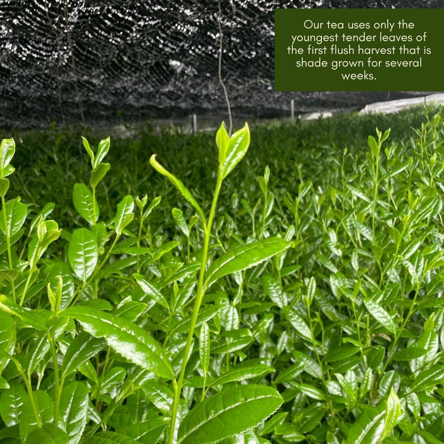 Aicha Premium Sencha Tea Bags