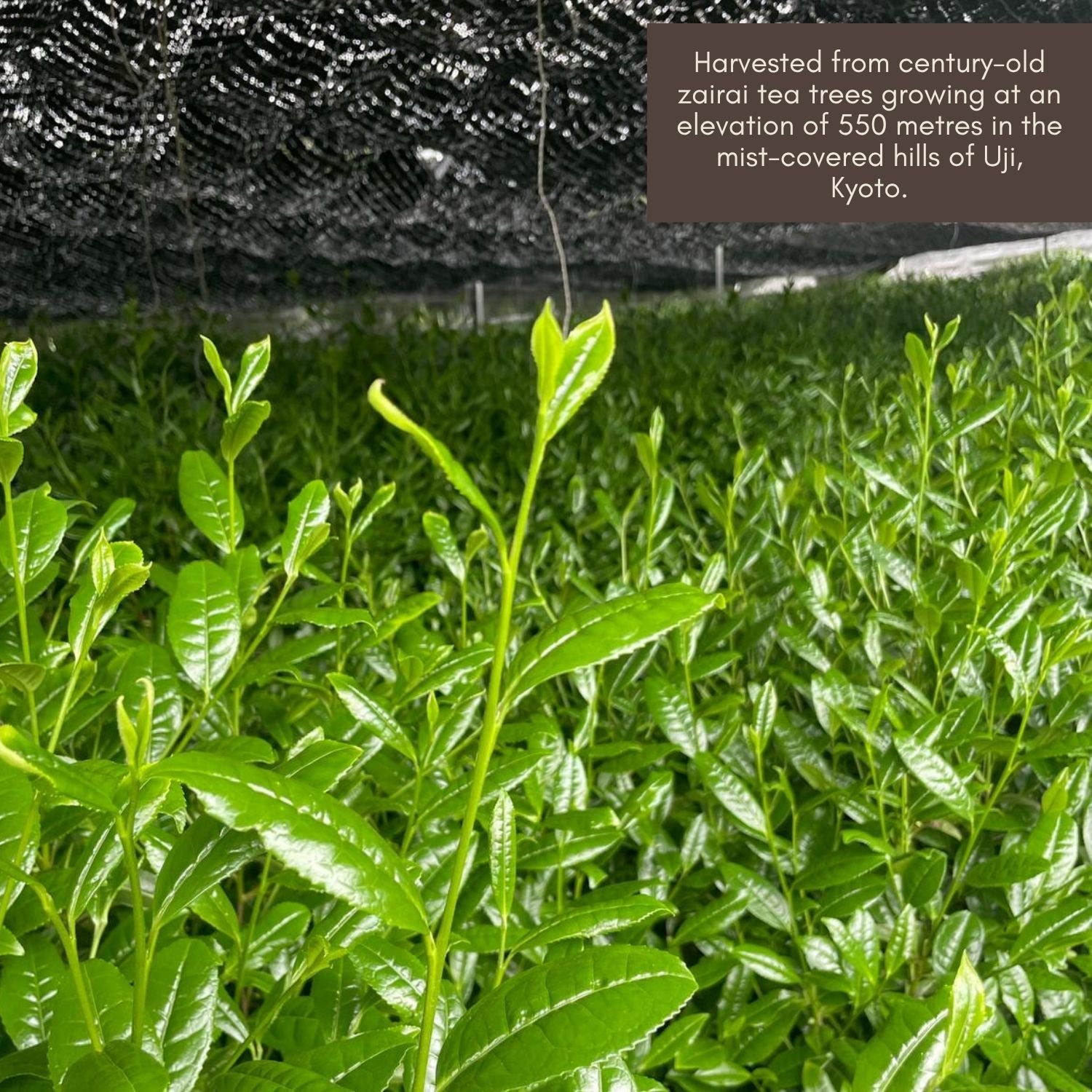 Aicha 100 years old Wakōcha (Japanese Black Tea)